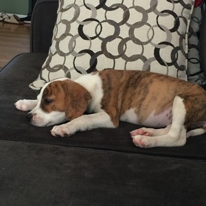 Fundraising Page: Sarah Ryan